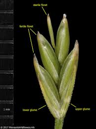 Attēlu rezultāti vaicājumam “Festuca altissima flower”