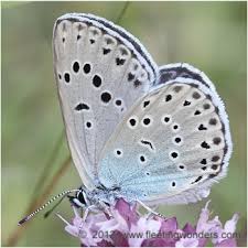 Attēlu rezultāti vaicājumam “Phengaris arion upperside”