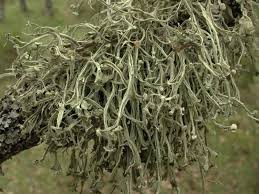 Attēlu rezultāti vaicājumam “Ramalina calicaris”