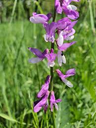 Attēlu rezultāti vaicājumam “Vicia tenuifolia flower”
