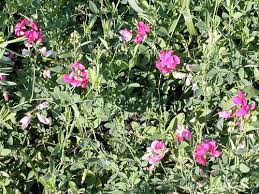 Attēlu rezultāti vaicājumam “Lathyrus tuberosus”