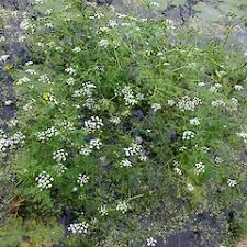 Attēlu rezultāti vaicājumam “Oenanthe aquatica leaf”