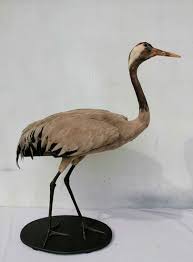 Attēlu rezultāti vaicājumam “Grus grus adult”