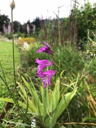 Attēlu rezultāti vaicājumam “Gladiolus imbricatus flower”