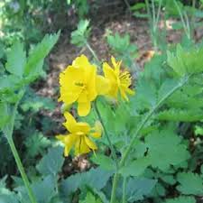 Attēlu rezultāti vaicājumam “Chelidonium majus flower”