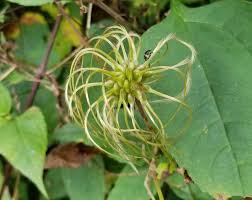 Attēlu rezultāti vaicājumam “Clematis fruit”