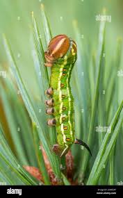 Attēlu rezultāti vaicājumam “Sphinx pinastri larva”