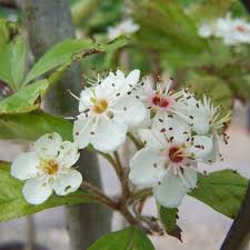 Attēlu rezultāti vaicājumam “Crataegus persimilis”