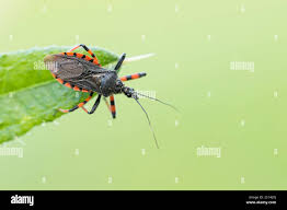 Attēlu rezultāti vaicājumam “Rhynocoris annulatus”