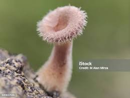 Attēlu rezultāti vaicājumam “Polyporus brumalis”