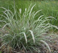 Attēlu rezultāti vaicājumam “Calamagrostis purpurea fruit”