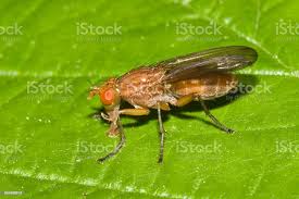 Attēlu rezultāti vaicājumam “Brachycera”