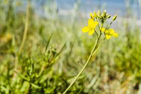Attēlu rezultāti vaicājumam “Diplotaxis tenuifolia”