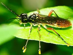 Attēlu rezultāti vaicājumam “Tenthredinidae”