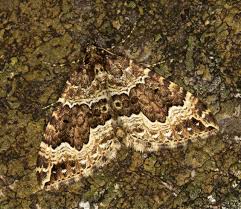 Attēlu rezultāti vaicājumam “Lampropteryx suffumata”