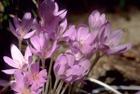 Attēlu rezultāti vaicājumam “Colchicum autumnale”