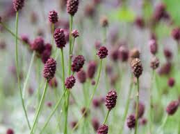 Attēlu rezultāti vaicājumam “Sanguisorba officinalis bud”
