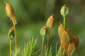 Attēlu rezultāti vaicājumam “Polytrichum commune”