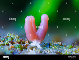 Attēlu rezultāti vaicājumam “Symphytocarpus flaccidus plasmodium”