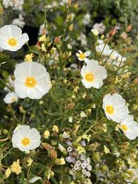 Attēlu rezultāti vaicājumam “Libanotis montana flower”