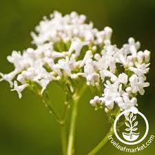 Attēlu rezultāti vaicājumam “Valeriana officinalis bud”