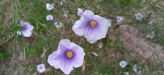 Image result for Nierembergia