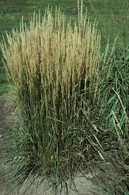 Attēlu rezultāti vaicājumam “Calamagrostis stricta”