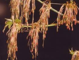 Attēlu rezultāti vaicājumam “Acer negundo female flower”