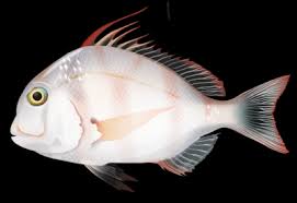 Image result for Pagrus auratus