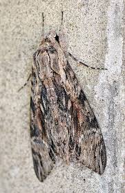 Attēlu rezultāti vaicājumam “Agrius convolvuli”