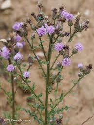 Attēlu rezultāti vaicājumam “Cirsium arvense fruit”