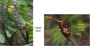 Attēlu rezultāti vaicājumam “Physarum obscurum sessile”