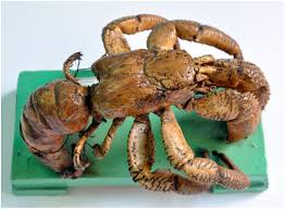 Attēlu rezultāti vaicājumam “Diderma crustaceum macro”