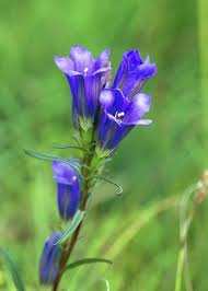 Attēlu rezultāti vaicājumam “Gentiana pneumonanthe leaf”