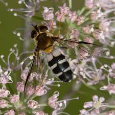 Attēlu rezultāti vaicājumam “Leucozona glaucia”