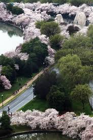 Image result for "cherry blossom" washington