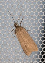 Attēlu rezultāti vaicājumam “Gelechia jakovlevi”