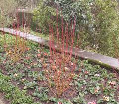 Attēlu rezultāti vaicājumam “Cornus sericea”