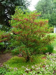 Attēlu rezultāti vaicājumam “Enkianthus campanulatus”