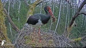 Attēlu rezultāti vaicājumam “Ciconia nigra nest”