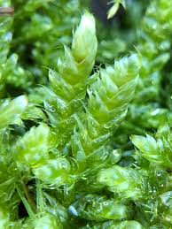 Attēlu rezultāti vaicājumam “Hypnum jutlandicum”