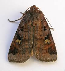 Attēlu rezultāti vaicājumam “Diarsia brunnea”