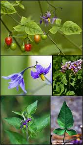 Attēlu rezultāti vaicājumam “Solanum dulcamara fruit”