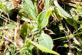 Attēlu rezultāti vaicājumam “Pilosella officinarum leaf”