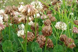 Attēlu rezultāti vaicājumam “Trifolium fragiferum fruit”