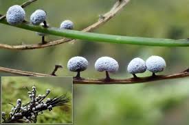 Attēlu rezultāti vaicājumam “Didymium melanospermum macro”