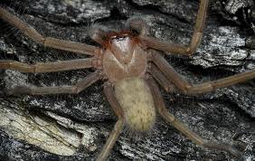 Attēlu rezultāti vaicājumam “Sparassidae”