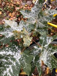 Attēlu rezultāti vaicājumam “Sawadaea tulasnei”