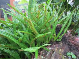 Attēlu rezultāti vaicājumam “Lepus sp.”