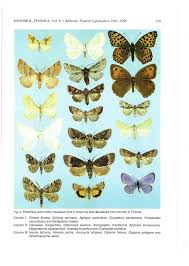 Attēlu rezultāti vaicājumam “Cryptocala chardinyi”